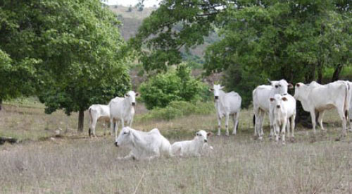 Cerca de 46 cabeças de gado desaparecem de fazenda no sertão alagoano