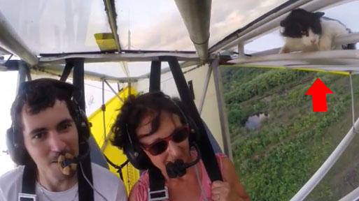 Gato pega carona em voo de ultraleve e choca dupla na Guiana Francesa