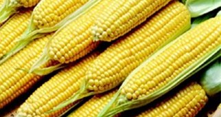 Agricultura aprova venda de milho subsidiado a pecuaristas afetados pela seca