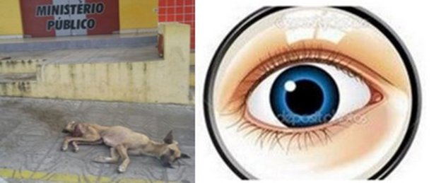 “Olho Vivo”: Descaso com cães, ossos com sabor de filé, gatos e “gatunos”