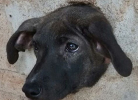 Cão é resgatado após ficar com a cabeça presa em buraco de muro