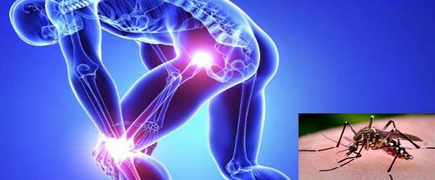 Número de casos de chikungunya em AL preocupa Secretaria da Saúde