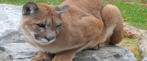 Menino atacado por puma é salvo pela mãe
