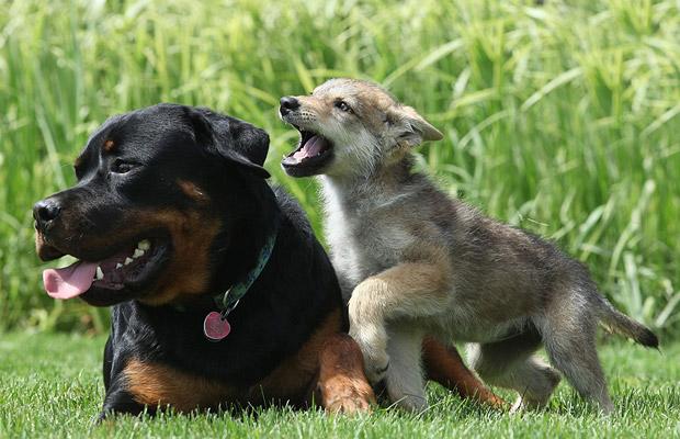 O lobo e o cachorro: geneticamente semelhantes
