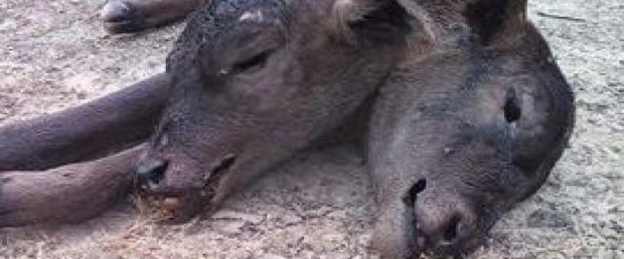 Bezerro nasce com duas cabeças no interior de Joaquim Gomes