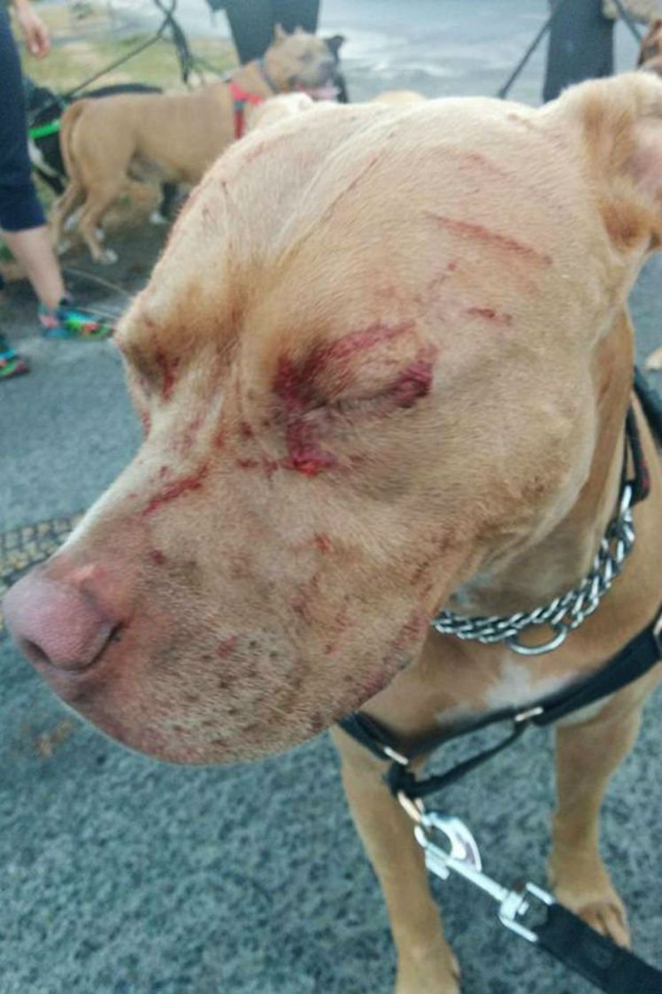 Gato ataca cinco pitbulls e coloca dona deles no hospital