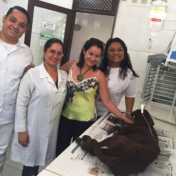 Cachorro enterrado vivo é resgatado por voluntários em Maceió