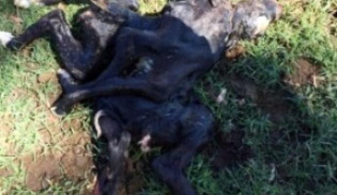 Bezerro nasce com oito patas, duas cabeças e três rabos no Paraná