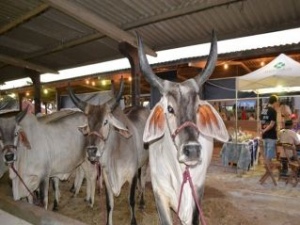 R$ 10 mi em leilões e rodadas de negócios devem ser movimentados na Expoagro