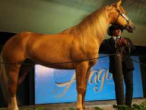 66ª Expoagro começa com leilão de 51 lotes de Quarto de Milha