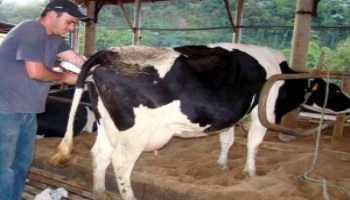 Produtores de Leite podem participar de seminário durante a Expoagro