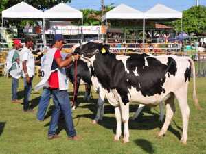 Renan Filho desonera carne alagoana e inicia 2ª etapa da campanha contra aftosa
