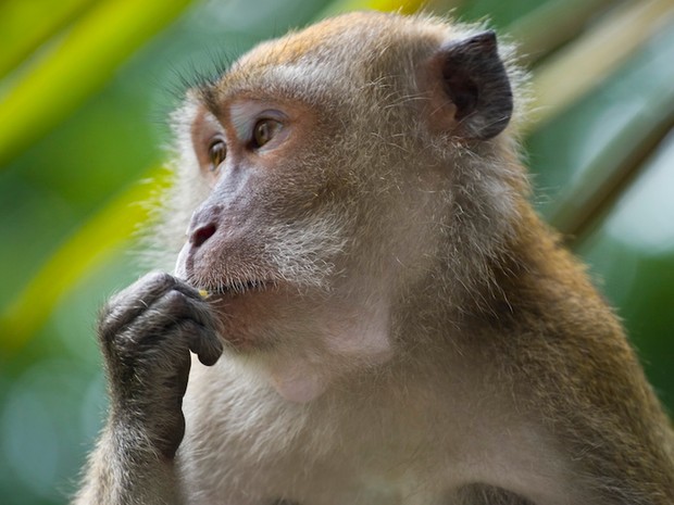 Células-tronco de laboratório regeneram corações de macacos