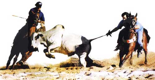 E por falar em vaquejada…