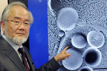 Japonês ganha Nobel da medicina por trabalho sobre células