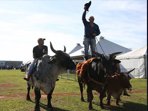 ‘Segura peão!’ Vaquejada motiva disputa entre Congresso e STF