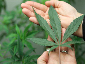 Anvisa aprova regras para venda de remédios à base de maconha