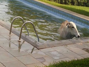 Bombeiros resgatam vaca que caiu em piscina de chácara