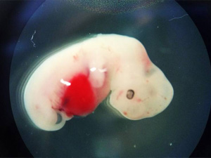Desafio ético; Cientistas criam embriões híbridos de porcos e humanos