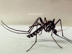 Mortes por febre amarela põem Brasil em alerta