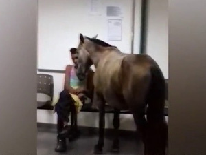 Homem leva cavalo para hospital como companhia