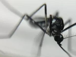 Mortes confirmadas por febre amarela chegam a 52, diz ministério