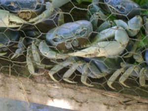 Venda de guaiamuns é proibida em todo Brasil