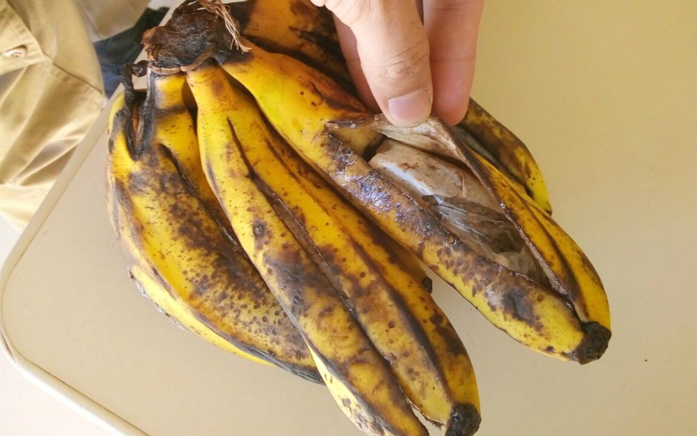 Polícia Militar encontra cachos de bananas recheados com maconha