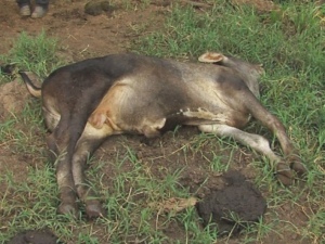 Doença que está matando gado no Agreste será investigada pela Adeal