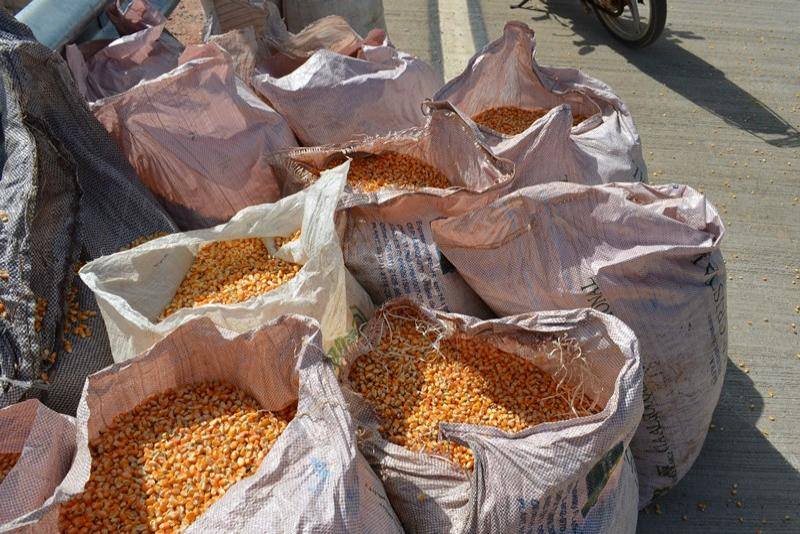 Interior: Fazenda apreende 40 mil quilos de milho sem documentação fiscal