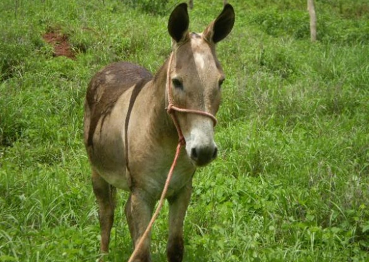 Jovem de 20 anos morre após coice violento nos testículos; Ele teria tentado fazer sexo com jumenta
