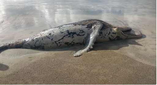 Filhote de baleia jubarte é encontrado morto no Litoral Norte de Alagoas