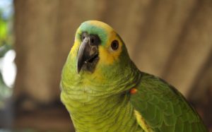 Papagaio imita voz da dona e faz pedido na Amazon