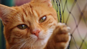 Gatos herdam US$ 300 mil após morte de dona nos EUA