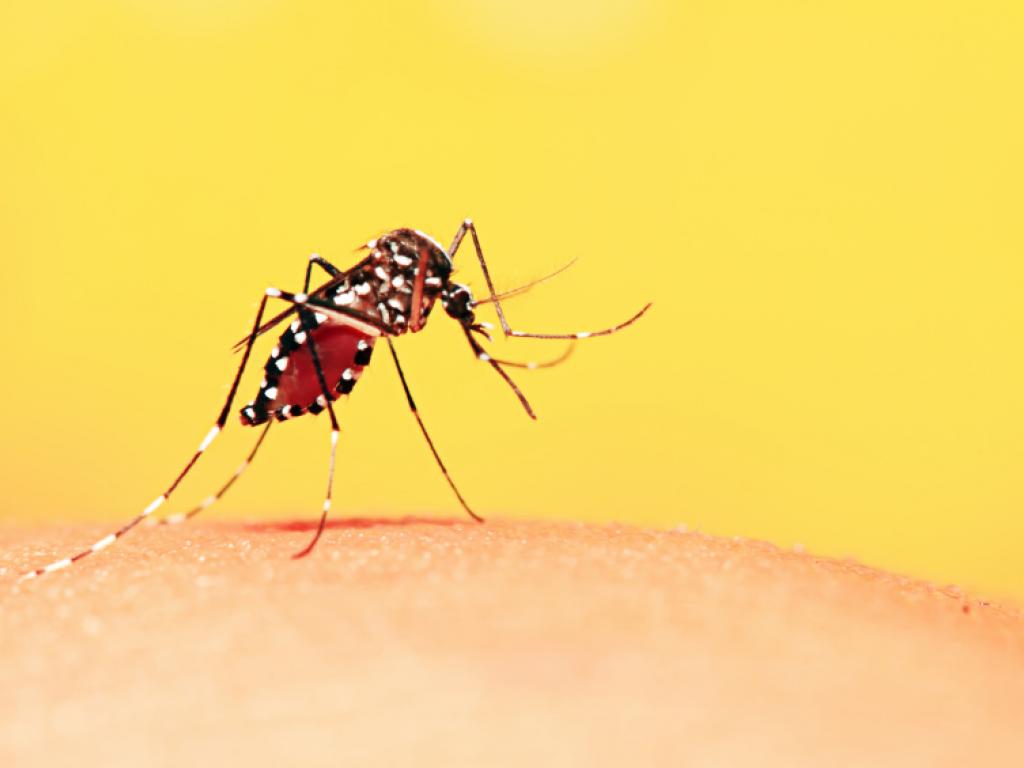 Militares estão internados com malária e suspeita de febre amarela em Maceió