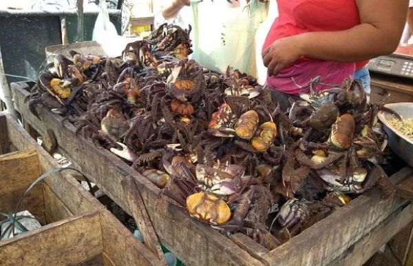 Proibida a captura do caranguejo-uçá em 2018