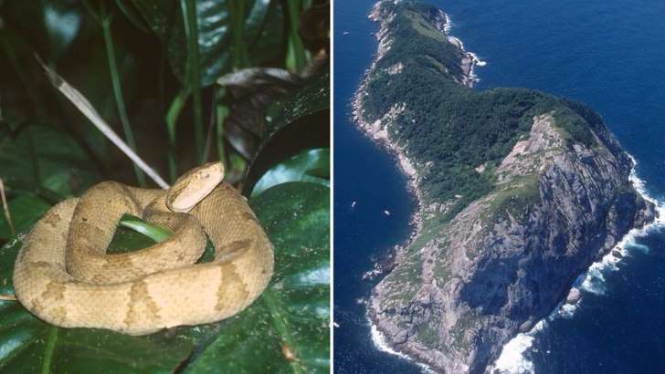 A ilha do litoral de São Paulo com a segunda maior concentração de cobras do planeta