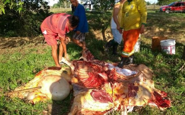 Fiscalização interdita laticínios e matadouro no Sertão alagoano