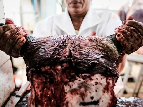 Matadouro de Coruripe é interditado por irregularidades