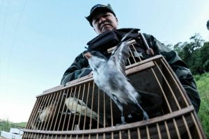 FPI do Rio São Francisco devolve dezenas de pássaros à natureza