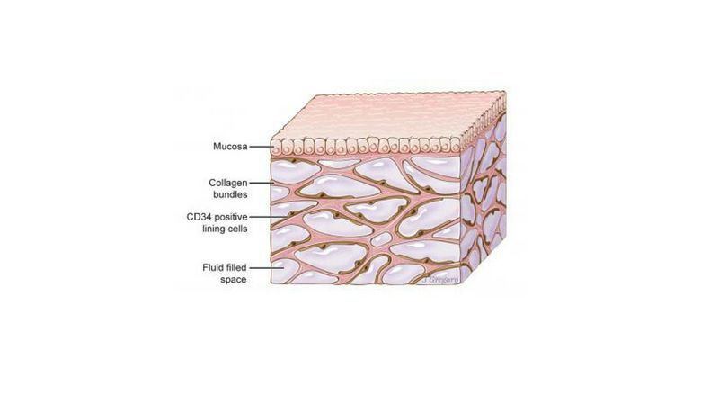 Acabaram de descobrir um novo órgão humano, e ele está repleto de segredos