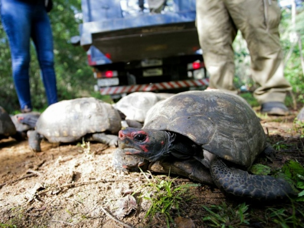 Aves e jabutis resgatados em Alagoas são soltos no Sertão