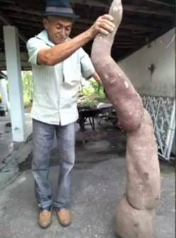 Macaxeira com mais de 26 kg é colhida em Boca da Mata