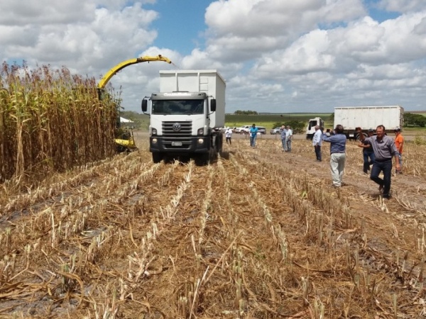 Safra 2018 de grãos em Alagoas tem início dia 11 maio