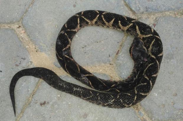 Que susto! Cobra de 60 cm é encontrada dentro de veículo em Palmeira