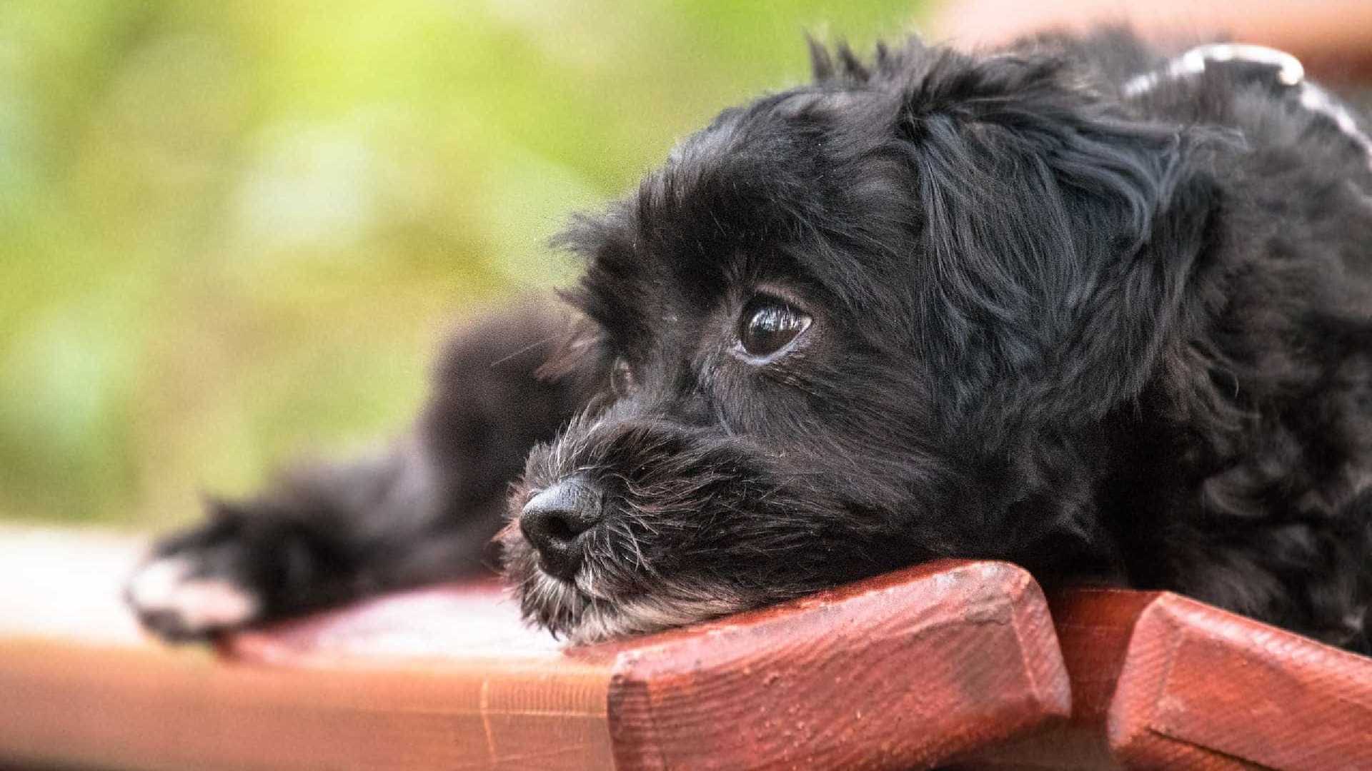 ‘Doutor Chumbinho’ ameça donos de cães no interior de São Paulo