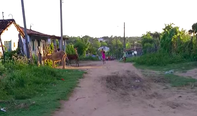 Homem é flagrado praticando zoofilia em Palmeira dos Índios