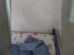 Unidades de assistência social no DF têm até infestação de percevejos