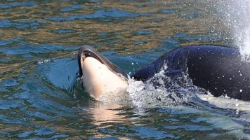 A orca que carregou seu filhote morto durante dias