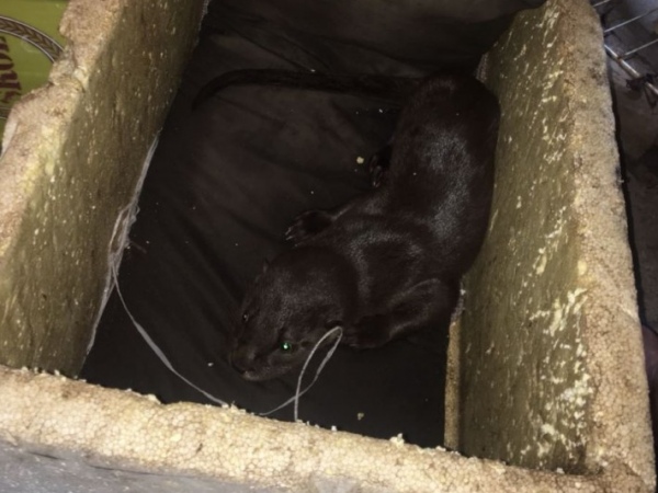 Lontra é encontrada por pescadores na praia da Barra de Santo Antônio